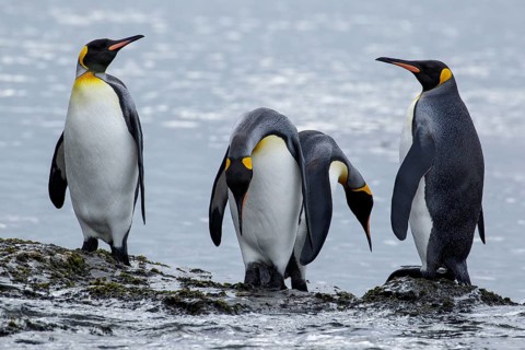 King Penguin (Aptenodytes patagonicus) perched on a rocky beach on South Georgia Island