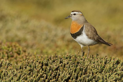 Rufous-chested Dotterel (Charadrius modestus) on the ground in the Falkland Islands