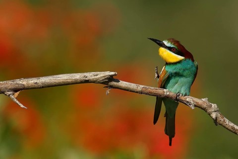European Bee-eater (Merops apiaster) scratching, Piedmont, Italy