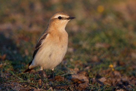 Isabelline Wheatear (Oenanthe isabellina), Greece
