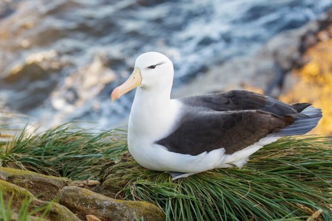 Black-browed Albatross (Thalassarche melanophris) at a nesting colony in the Falkland Islands