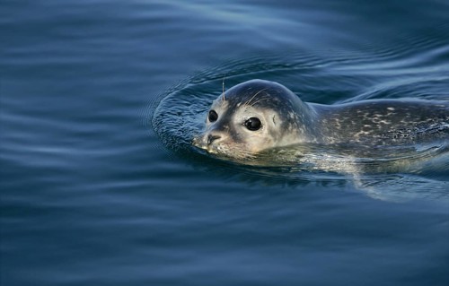 Europäischer Seehund (Phoca vitulina) schwimmt an Wasseroberfläche, Nordsee, offshore, Deutschland
