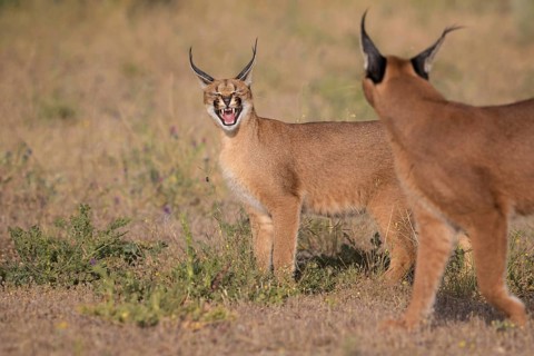 Caracal (Caracal caracal) two adult, Castile-La Mancha, Spain