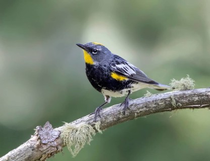 Yellow-rumped Warbler, (Audubon's Race) Setophaga coronata, perched on a branch in Cypress Hills