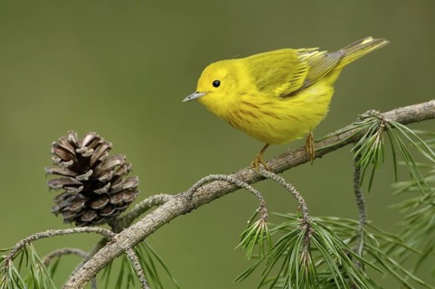 American Yellow Warbler (Setophaga aestiva), Texas, USA
