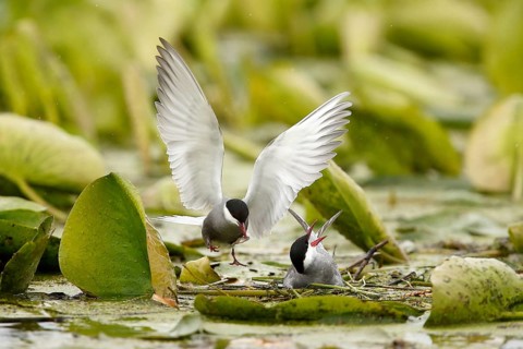 Whiskered Tern (Chlidonias hybrida) male feeds female on nest, Danube Delta, Romania