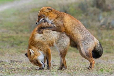 Red Fox (Vulpes vulpes) pair fighting and playing, Netherlands