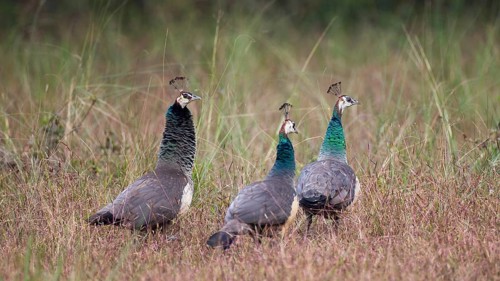 Indian Peafowl (Pavo cristatus) female, group, Kanha National Park, India