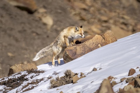 Tibetan red fox (Vulpes vulpes montana), Himalayas, Spitital, Kaza, Himachal Pradesh, India