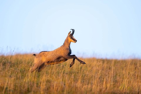 Chamois (Rupicapra rupicapra) on a meadow in the Vosges Mountains, wildlife, France