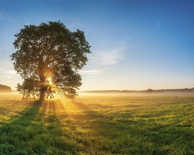 Solitary oak and raised hide in a meadow with dew at sunrise in the morning mist, sun shining