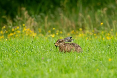 European hare (Lepus europaeus), Vulkaneifel, Rhineland-Palatinate, Germany