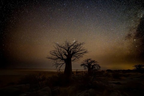 Silhouette of a baobab tree with a starry sky, African baobab (Adansonia digitata), night shot,