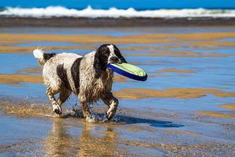 Dog on Contis beach, Saint Julien en Born, Saint-Julien-en-Born, Landes, France