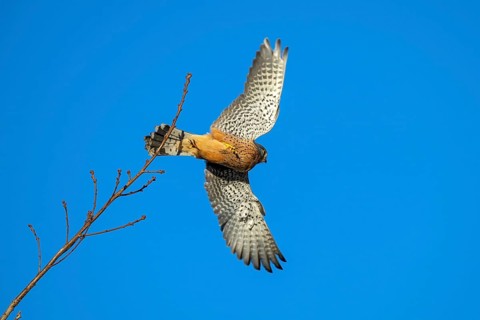 Kestrel (Falco tinnunculus), male, Weer, Tyrol, Austria