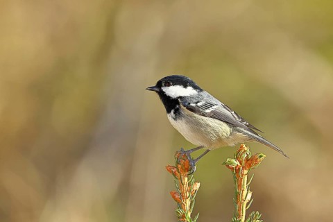 Fir tit (Parus ater), sitting on the top of a young spruce, European spruce (Picea abies),