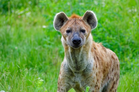 Animal portrait, spotted hyena (Crocuta crocuta), attentive, captive, distribution sub-Saharan