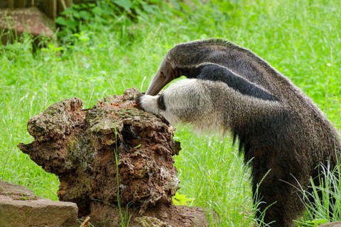 Giant anteater (Myrmecophaga tridactyla), adult, captive, searching for ants, occurrence Forests,