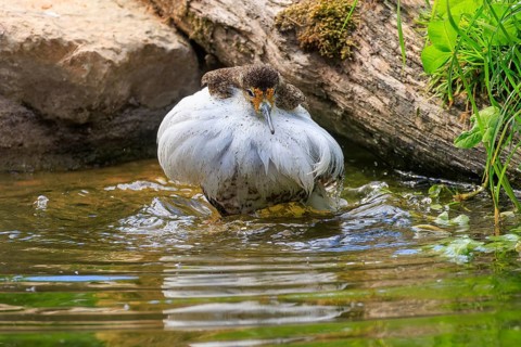 Bird standing in water, surrounded by natural environment, ruff (Calidris pugnax, Syn.: Philomachus