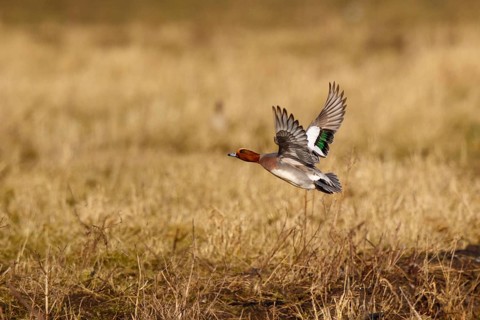 Eurasian Wigeon (Mareca penelope) male flying, Netherlands