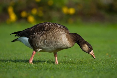 Hybrid: Greylag Goose x Canada Goose (Anser anser x Branta canadensis), Bavaria, Germany