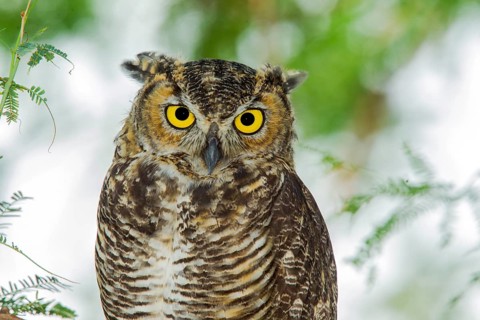 Great Horned Owl Bubo virginianus Tucson, Arizona, United States 10 August Adult Strigidae
