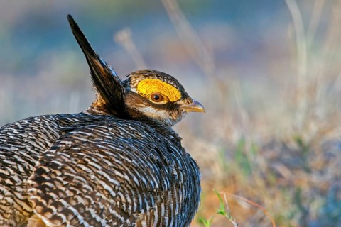 Lesser Prairie-Chicken Tympanuchus pallidicinctus Milnesand, New Mexico, USA 11 May Adult male