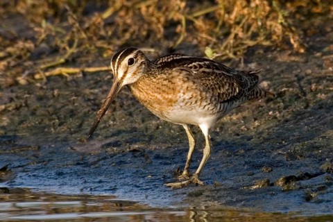 Swinhoe's Snipe (Gallinago megala), Western Australia, Australia
