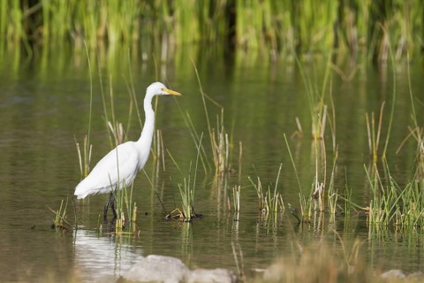 Intermediate Egret (Ardea intermedia), Oman