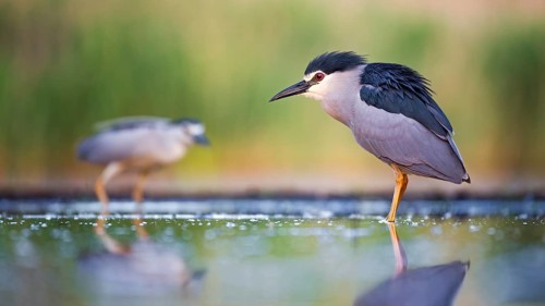 Black-crowned Night Heron (Nycticorax nycticorax) foraging, Hungary