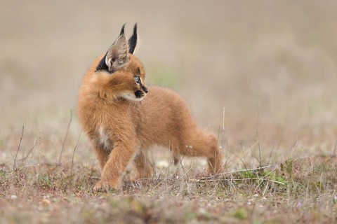 Caracal (Caracal caracal) cub walking, Castile-La Mancha, Spain