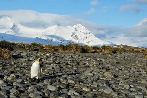 King Penguin (Aptenodytes patagonicus) perched on a rocky beach on South Georgia Island