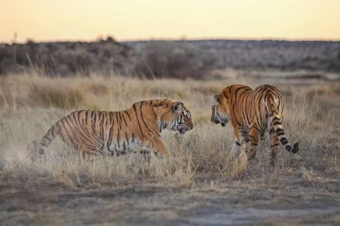Bengal Tiger (Panthera tigris) two females fighting, captive, Philippolis, South Africa