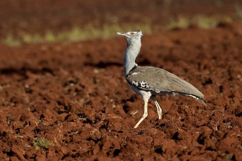 Kori Bustard (Ardeotis kori struthiunculus) male, Oromia, Ethiopia