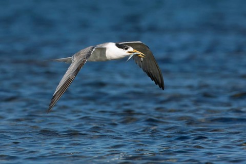 Greater Crested Tern (Thalasseus bergii) flying with fish in beak, Victoria, Australia