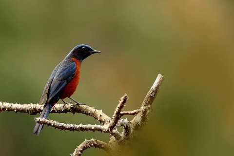 Blue-fronted Redstart (Phoenicurus frontalis) male, Uttarakhand, Indien