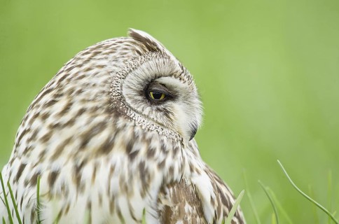 Short-eared Owl (Asio flammeus), Emilia-Romagna, Italy