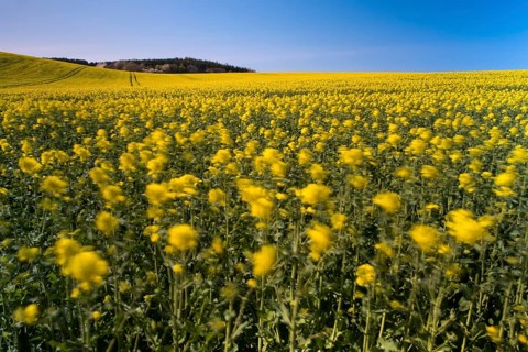 Blooming field of rapeseed (Brassica napus), Ruegen Island, Mecklenburg-Western Pomerania, Germany