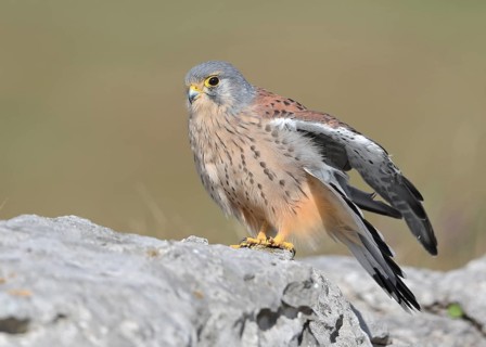 Common Kestrel (Falco tinnunculus) male perched on a rock, Wales, United Kingdom