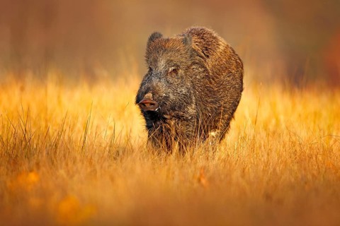 Autumn in the forest. Big Wild boar, Sus scrofa, running in the grass meadow, red autumn forest in