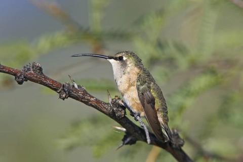 Lucifer Sheartail Calothorax lucifer Hereford, Arizona, United States 23 August Adult Female