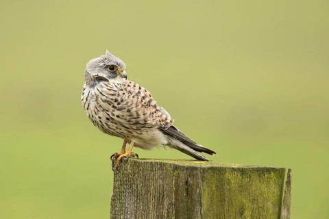 Torenvalk; Common Kestrel; Falco tinnunculus;
