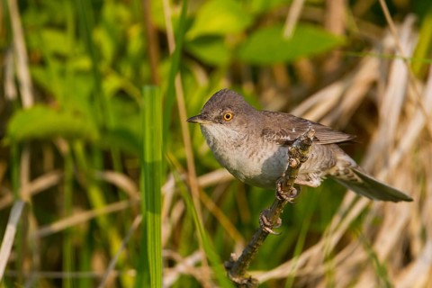Barred Warbler - Sperbergrasmücke - Sylvia nisoria ssp. nisoria, Austria, adult male