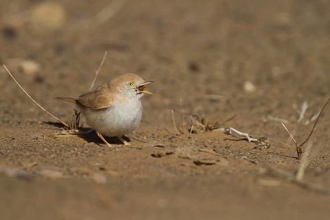 African Desert Warbler - Saharagrasmücke - Sylvia deserti, Morocco