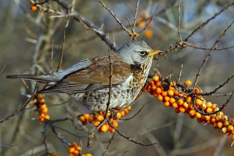 Fieldfare (Turdus pilaris) perched in Common sea buckthorn (Hippophae rhamnoides) shrub,
