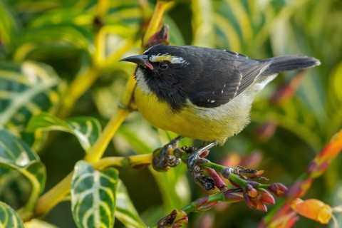 Bananaquit (Coereba flaveola) perched on a branch on the Caribbean Island of Martinique