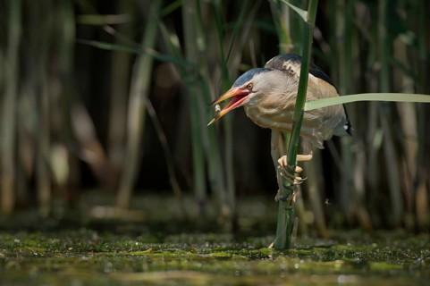 Little Bittern (Ixobrychus minutus) foraging, Bulgaria