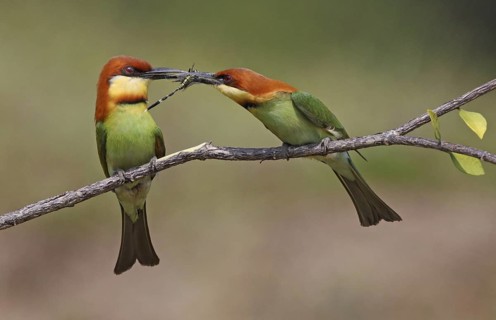 Chestnut-headed Bee-eater (Merops leschenaulti) displaying, perched on a branch, Penang, Malaysia