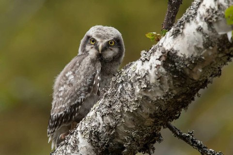 Northern Hawk-Owl (Surnia ulula) juvenile, Dalarna, Sweden