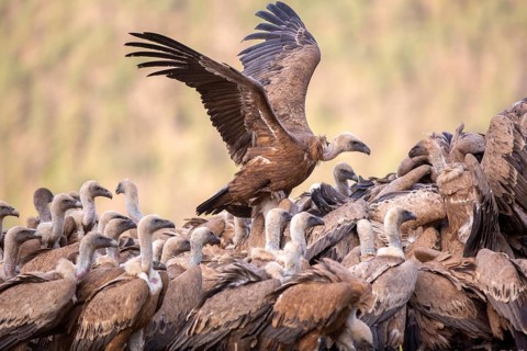 Griffon Vulture (Gyps fulvus) group on field, Aragon, Spain